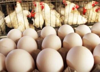 اقتصاد.. سعر كرتونة البيض في لبنان يسجل قفزة كبيرة .. هكذا أصبح!