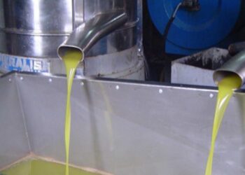 سورية.. خبيران: أقل من 20% إنتاج زيت الزيتون في معاصر ريف حماه الشرقي