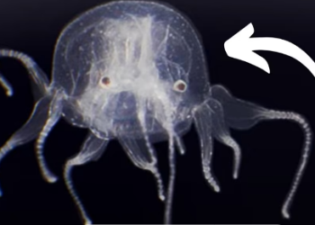 قناديل بحر مكعبة ذات 12 مخلبا و 24 عينًا..