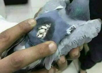 الحمام الزاجل للتهريب