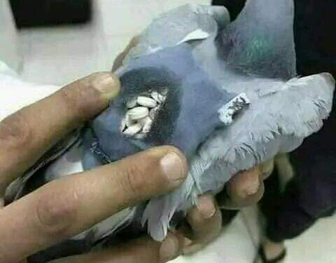 الحمام الزاجل للتهريب