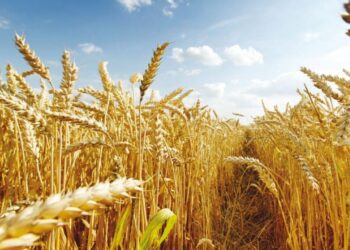 رقصة السنابل