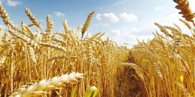 رقصة السنابل