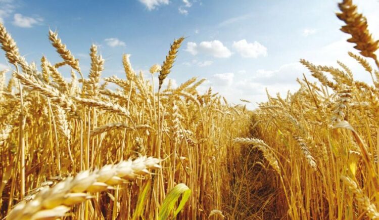 رقصة السنابل