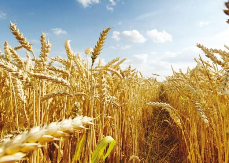 رقصة السنابل