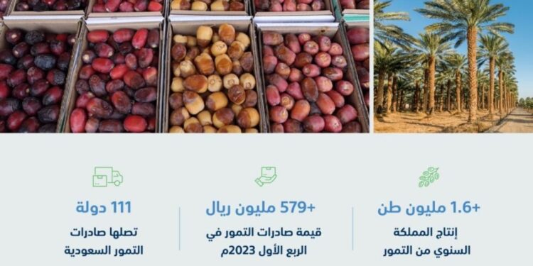 السعودية.. باكورة موسم حصاد الرطب في المدينة المنورة