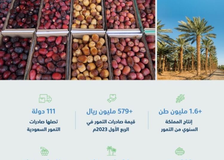 السعودية.. باكورة موسم حصاد الرطب في المدينة المنورة