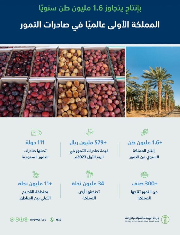 السعودية.. باكورة موسم حصاد الرطب في المدينة المنورة