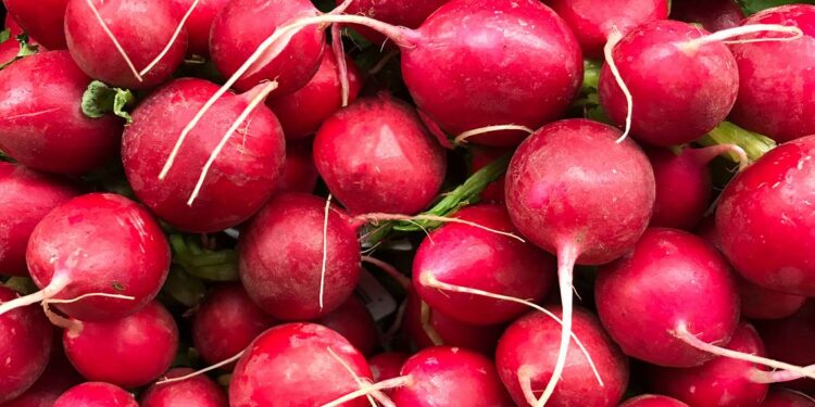 صيدلية حرمون.. الفجل