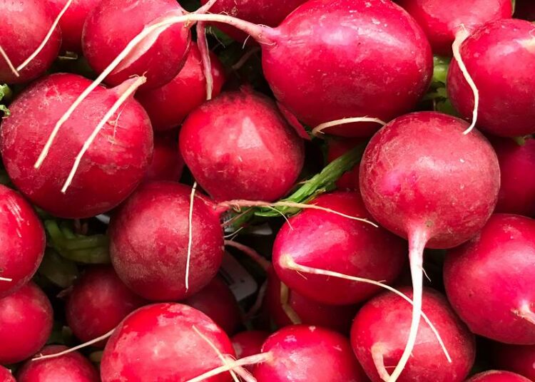 صيدلية حرمون.. الفجل