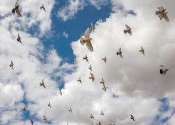 #منوعات_من جديد انفلونزا الطيور تهدد السياحة في اوروبا