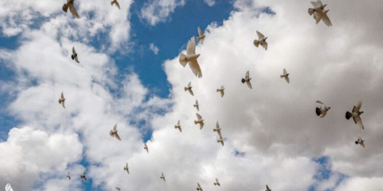 #منوعات_من جديد انفلونزا الطيور تهدد السياحة في اوروبا