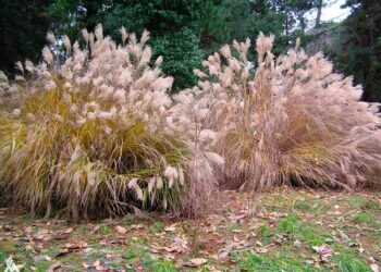 #منوعات_نبتة جديدة تدخل خطة إنتاج الوقود الحيوي والسليلوز