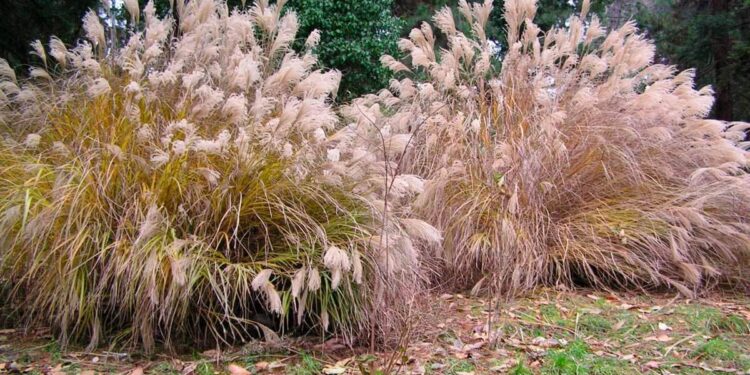 #منوعات_نبتة جديدة تدخل خطة إنتاج الوقود الحيوي والسليلوز