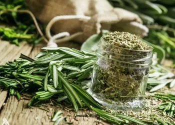 منوعات.. باحثون يوضحون الخصائص العلاجية لإكليل الجبل