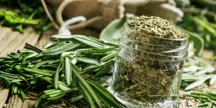 منوعات.. باحثون يوضحون الخصائص العلاجية لإكليل الجبل