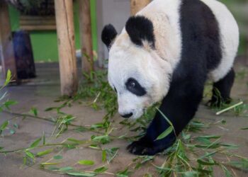 #الصين تسحب دببها من حدائق أوروبا وأميركا