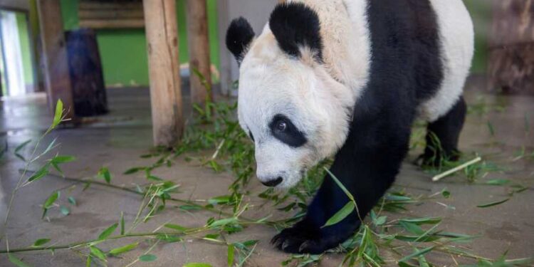 #الصين تسحب دببها من حدائق أوروبا وأميركا