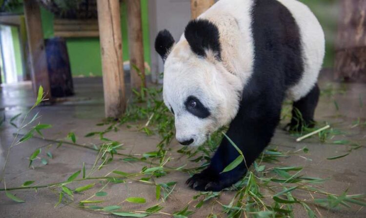 #الصين تسحب دببها من حدائق أوروبا وأميركا