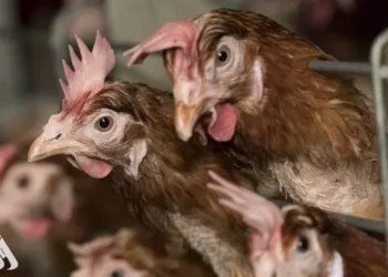 بلجيكا تبلغ عن تفشي إنفلونزا الطيور شديدة العدوى