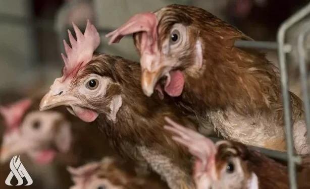 بلجيكا تبلغ عن تفشي إنفلونزا الطيور شديدة العدوى