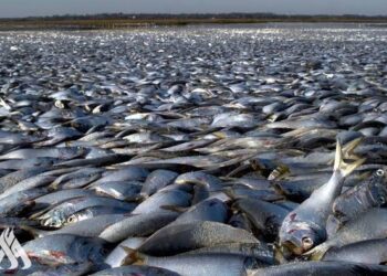 ظاهرة غريبة.. نفوق ملايين الأسماك على شواطئ اليابان