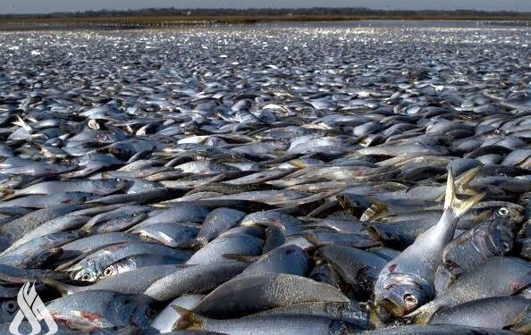 ظاهرة غريبة.. نفوق ملايين الأسماك على شواطئ اليابان