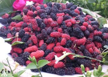 نوع من الفواكه يحمي من أمراض القلب