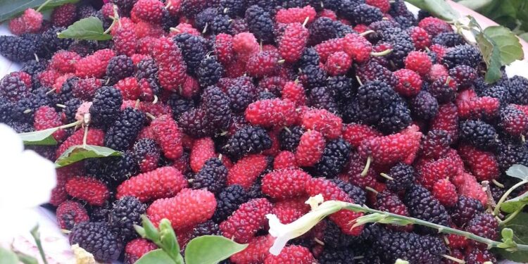 نوع من الفواكه يحمي من أمراض القلب