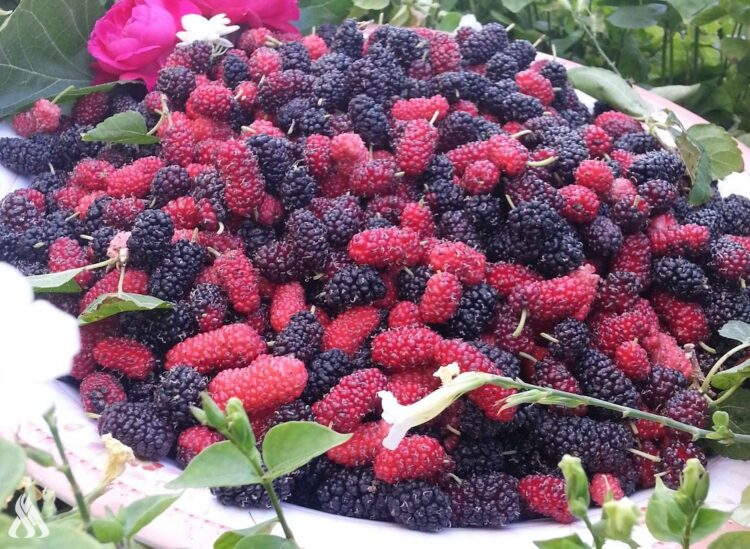 نوع من الفواكه يحمي من أمراض القلب