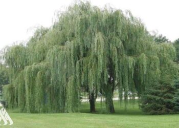 علماء: لحاء شجرة شهيرة يوفر علاج واعد لفيروسات بينها كورونا