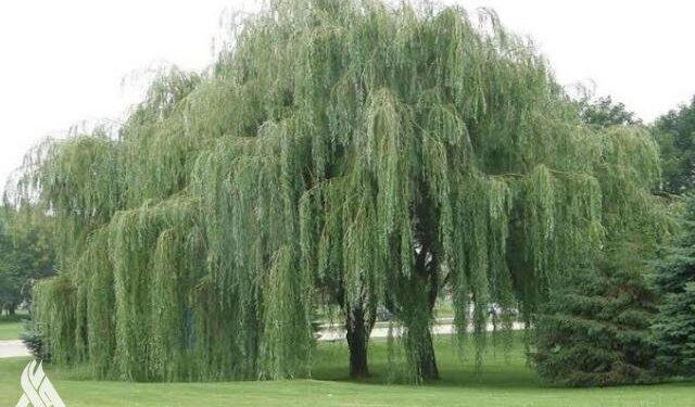 علماء: لحاء شجرة شهيرة يوفر علاج واعد لفيروسات بينها كورونا