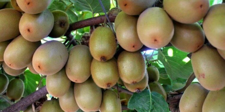 فاكهة تظهر قدرة كبيرة على تعزيز الصحة العقلية بسرعة