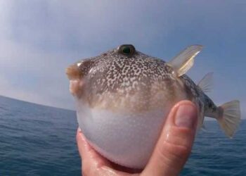 سمكة تنهي حياة رجل بشكل “مأساوي”