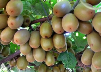 فاكهة تظهر قدرة كبيرة على تعزيز الصحة العقلية بسرعة