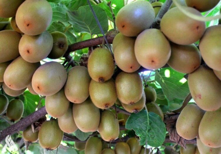 فاكهة تظهر قدرة كبيرة على تعزيز الصحة العقلية بسرعة