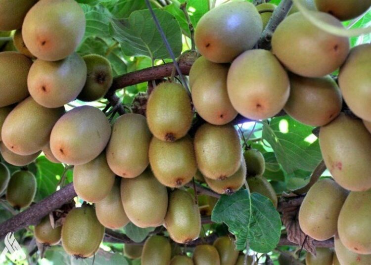 فاكهة تظهر قدرة كبيرة على تعزيز الصحة العقلية بسرعة