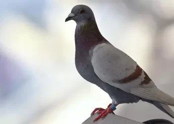 بعد 8 أشهر من حبسها.. الهند تطلق سراح “حمامة التجسس”