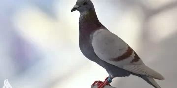 بعد 8 أشهر من حبسها.. الهند تطلق سراح “حمامة التجسس”