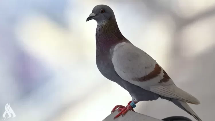 بعد 8 أشهر من حبسها.. الهند تطلق سراح “حمامة التجسس”