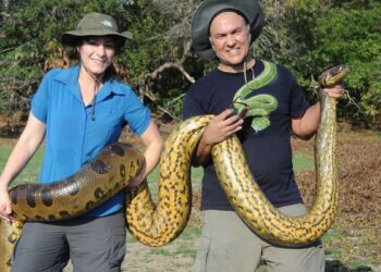 عالم هولندي يكتشف أكبر ثعبان في العالم بغابات الأمازون المطيرة