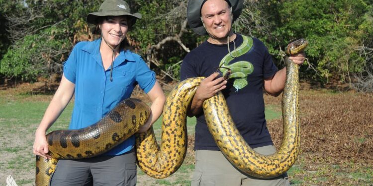 عالم هولندي يكتشف أكبر ثعبان في العالم بغابات الأمازون المطيرة