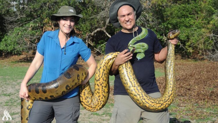 عالم هولندي يكتشف أكبر ثعبان في العالم بغابات الأمازون المطيرة