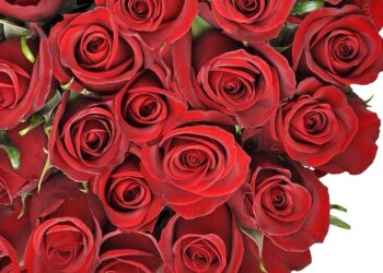 عملية قثطرة للزميلة فادية محمد عبدالله.. ألف سلامة