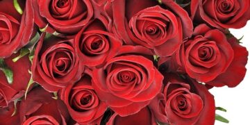 عملية قثطرة للزميلة فادية محمد عبدالله.. ألف سلامة