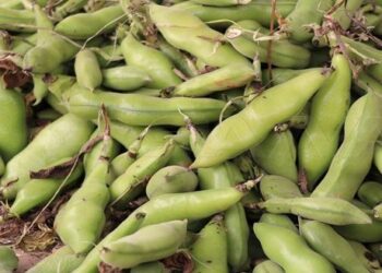 زراعة 3024 هكتاراً بمحصول الفول في درعا