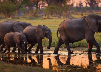 بوتسوانا تلوح بإرسال 20 ألف فيل إلى ألمانيا