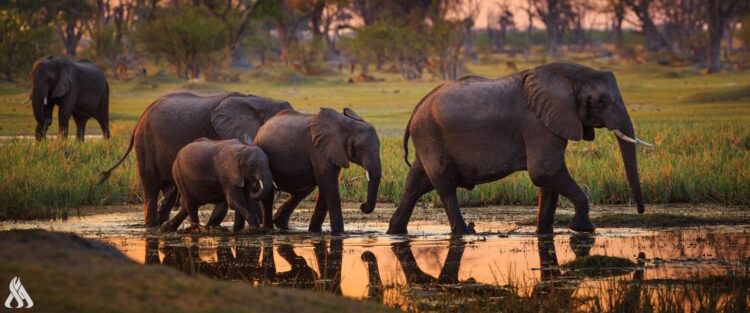 بوتسوانا تلوح بإرسال 20 ألف فيل إلى ألمانيا