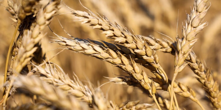 مصر تتجه إلى 3 أسواق جديدة لاستيراد القمح.. ما هي؟