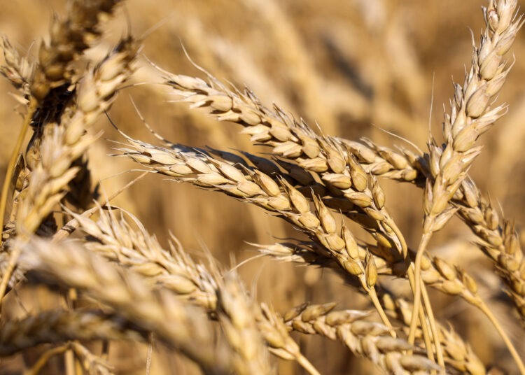 مصر تتجه إلى 3 أسواق جديدة لاستيراد القمح.. ما هي؟